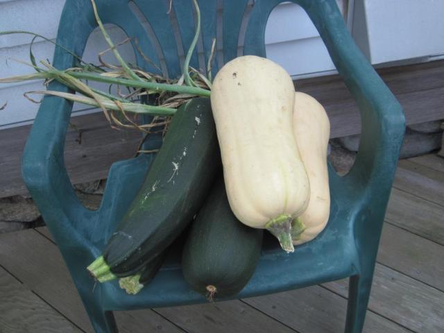 Some of Rose's massive squashs from her garden